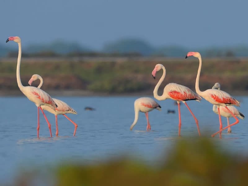 Mannar, Sri Lanka