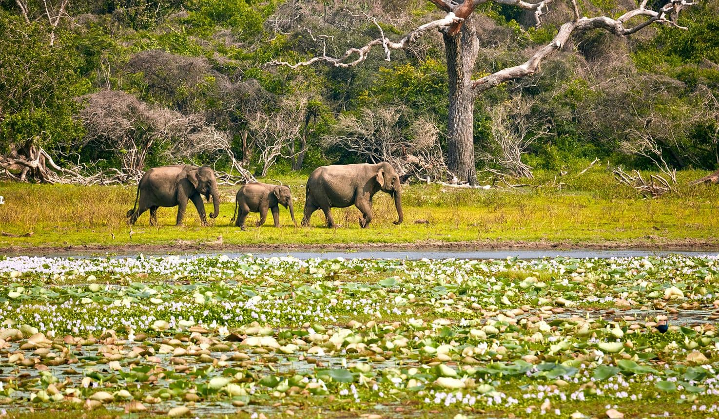 Yala National Park, Sri Lanka
